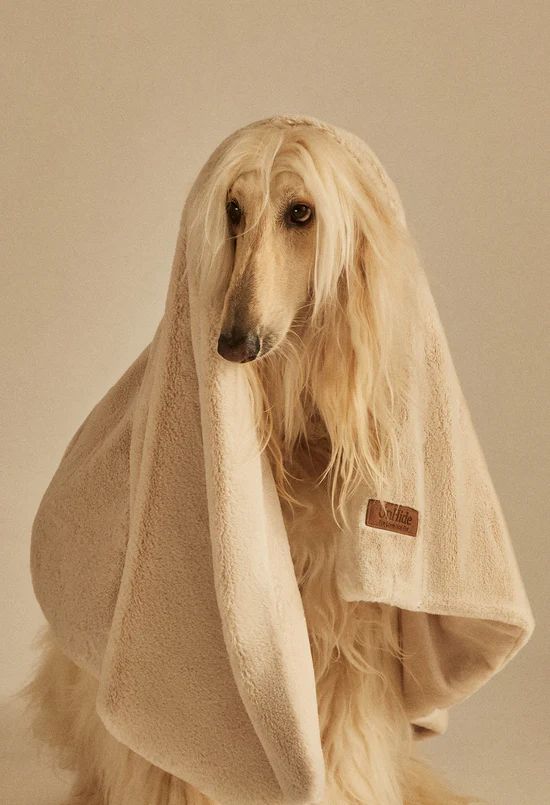 Lil' Marsh Pet Blanket